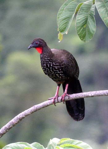 At home in the tall forests of nearby tropical rain forest, here at Carara National Park, is the Crested Guan…